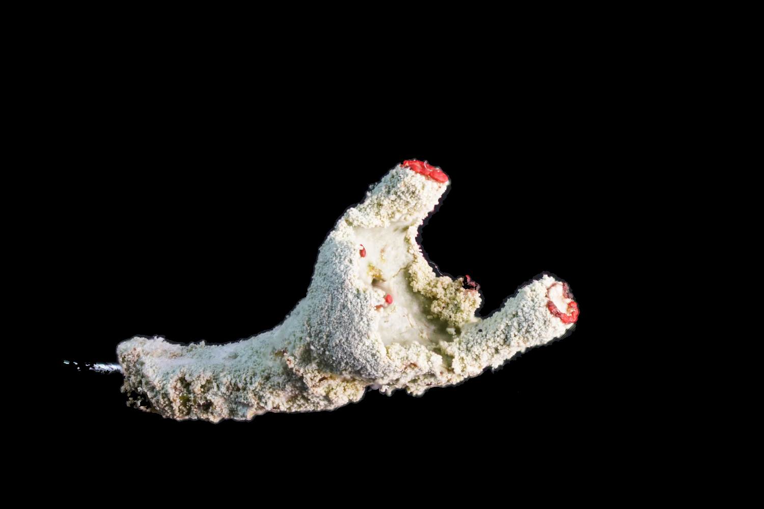Lichen Norway Masked