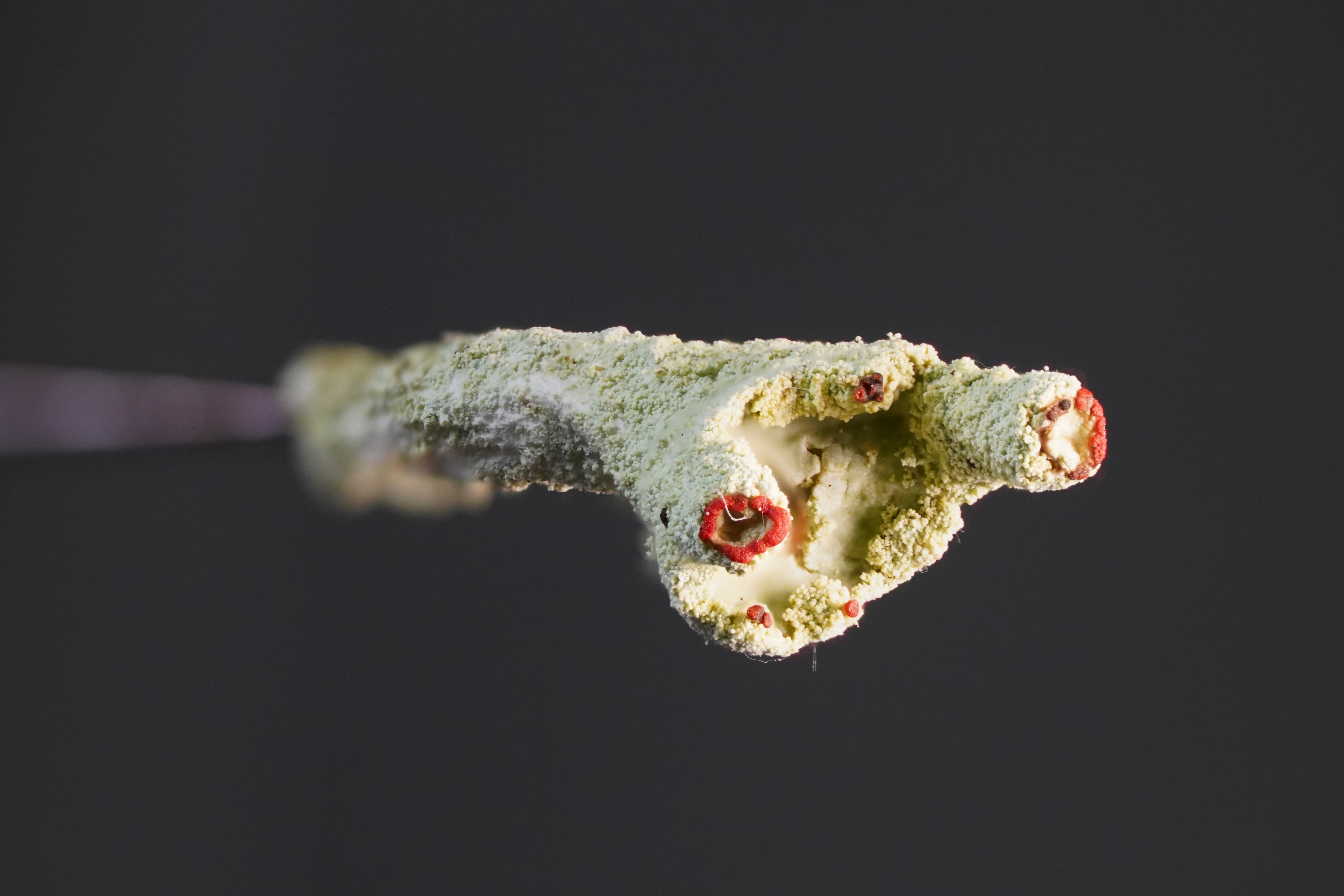 Lichen Norway